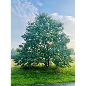 Baumfink Edelkastanie im Topf, 100-150cm hoch, mit grünen Blättern im Garten.