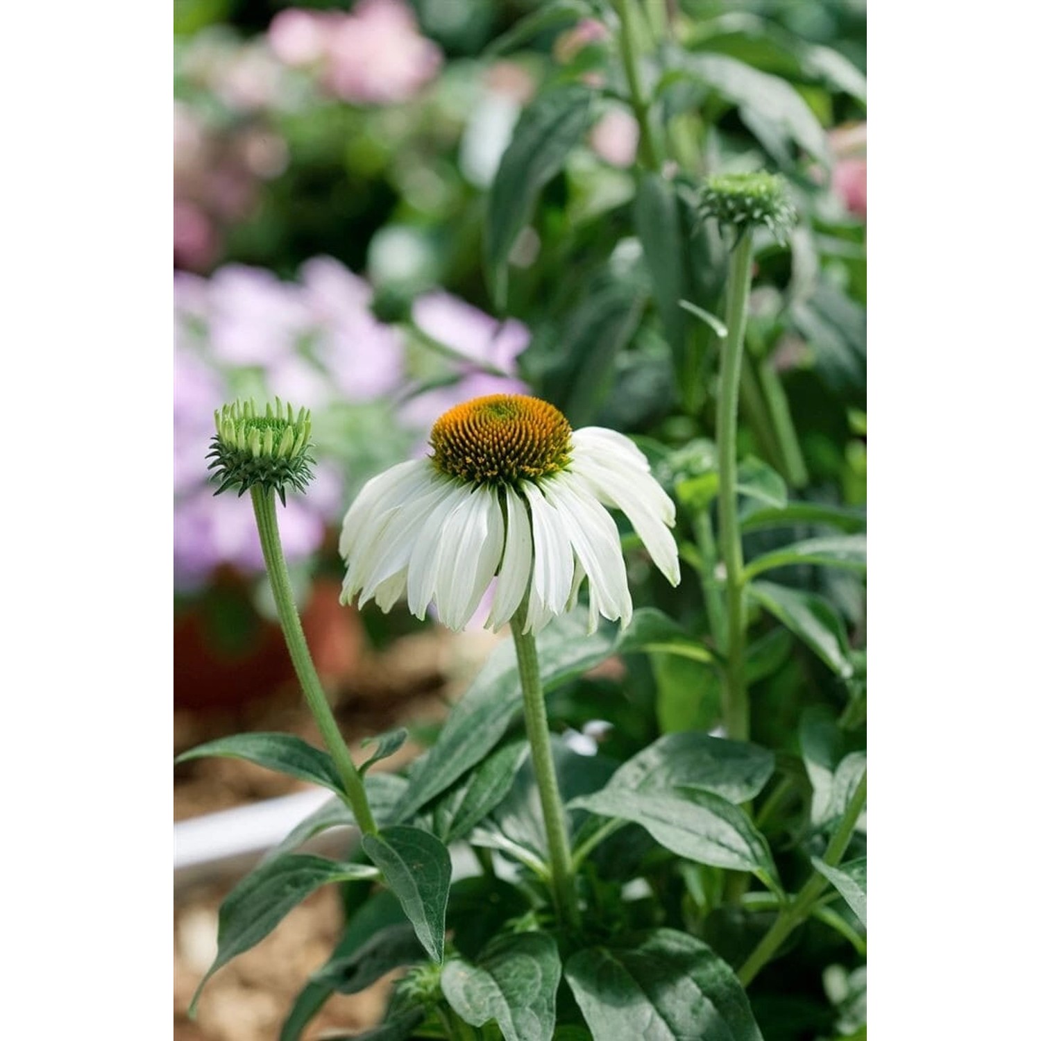 Echinacea Purpurea Baby Swan White Roter Sonnenhut Ca. 9x9 cm Topf günstig online kaufen