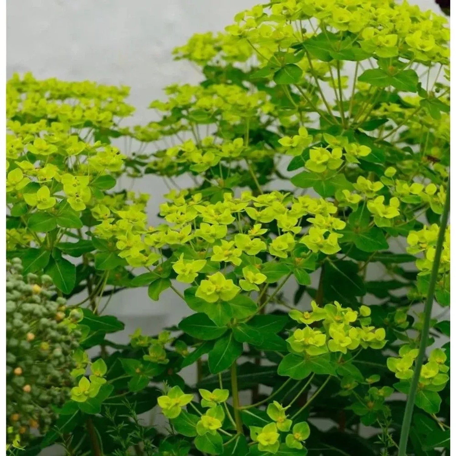 Hohe Wolfsmilch Goldener Turm - Euphorbia cornigera