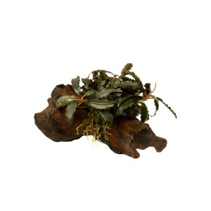 Stoffels Aquariumpflanze Bucephalandra sp. Kedagang auf Wurzelholz, braun-grüne Wasserpflanze.