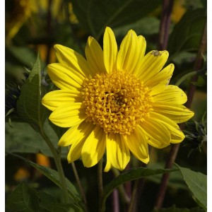 Gelbe Sonnenblume 'Capenock Star' (Helianthus decapetalus) im Detail.