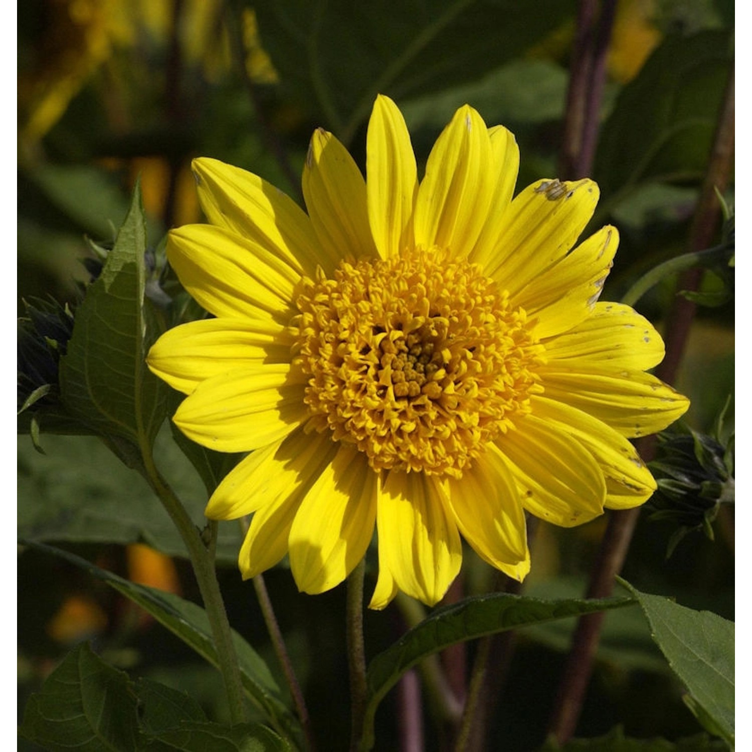 Sonnenblume Capenock Star - Helianthus decapetalus günstig online kaufen