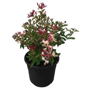 Wald-Geißschlinge Chick & Chock im Topf, gelb-rote Blüten, ca. 60 cm hoch.