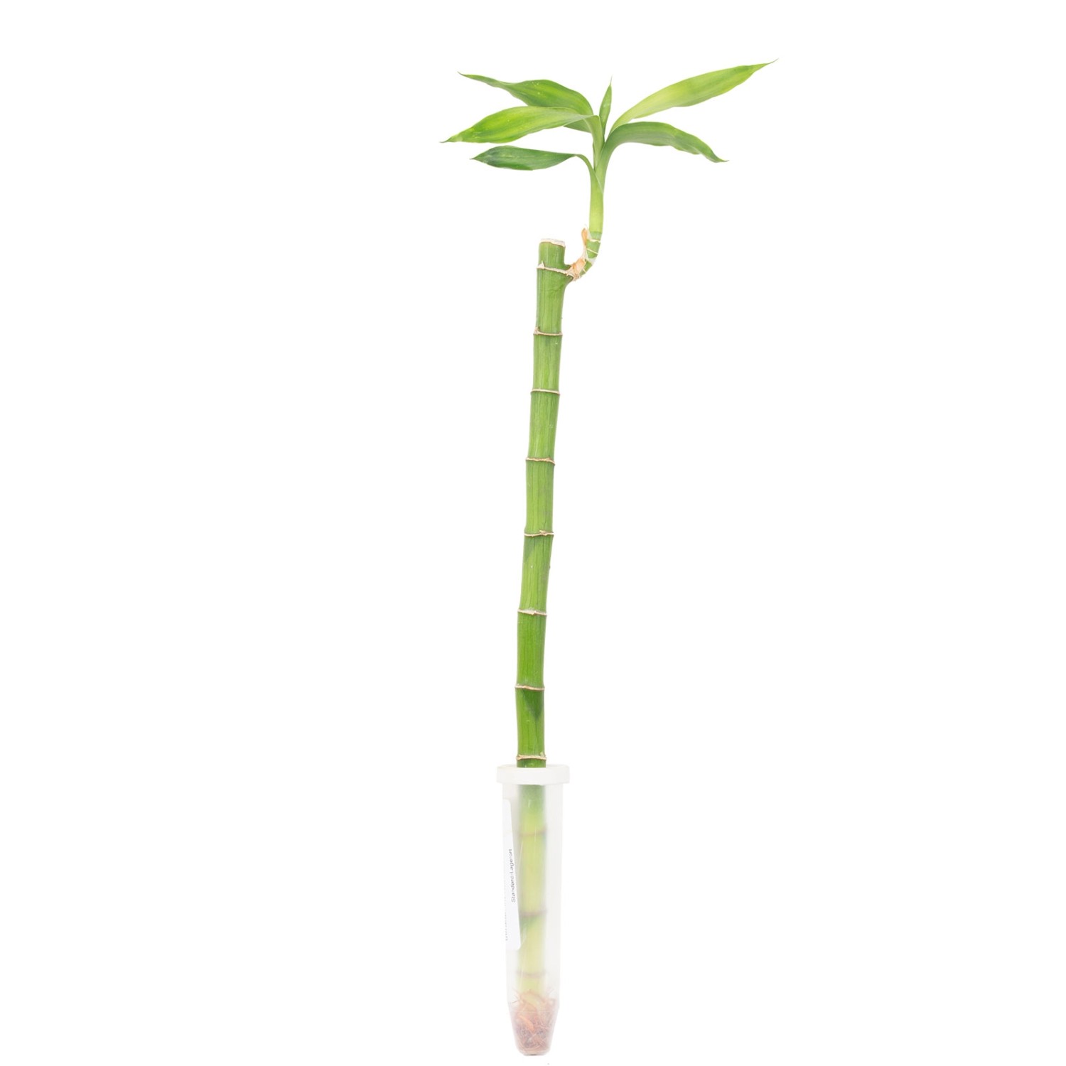 Value Greens Glücksbambus 'Lucky Bamboo'  im Röhrchen  Dracaena Sanderiana günstig online kaufen