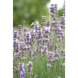 Blühender Echter Lavendel 'Munstead' mit Biene im Detail. Lila Blüten der Lavandula Angustifolia im Garten.