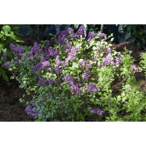 Blühender Zwergflieder (Syringa Meyeri) mit lila Blüten im Garten.