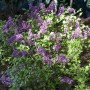 Blühender Zwergflieder (Syringa Meyeri) mit lila Blüten im Garten.
