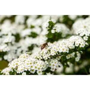 Blühende Spiraea arguta (Brautspiere) mit Insekt. Die Heckenpflanze ist bekannt für ihre weißen Blüten.