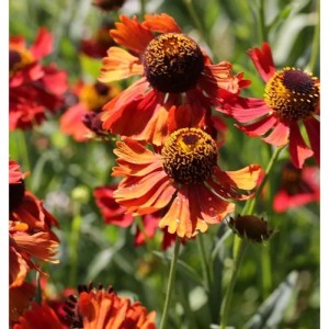 Sonnenbraut 'Ruby Tuesday': Mehrere rot-orange Blüten mit dunkler Mitte im Beet.