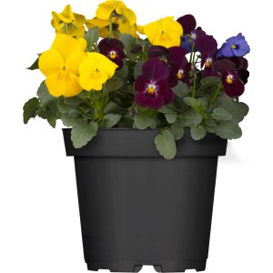 Hornveilchen Trio im Topf, verschiedene Farben. Frühjahrsbepflanzung von GROW by OBI.