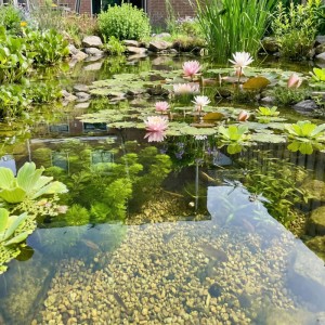 Klarer Gartenteich mit rosa Seerosen, Wasserpflanzen und sichtbarem Teichsubstrat. Fördert gesunde Pflanzen.
