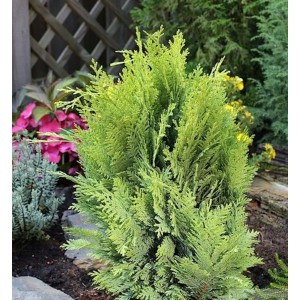 Goldgelbe Gartenzypresse (Chamaecyparis lawsoniana) mit goldgelben Nadeln im Garten.