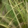 Detailaufnahme von Miscanthus Sinensis 'Morning Light' (Chinaschilf) mit filigranen, grün-weiß gestreiften Blättern.