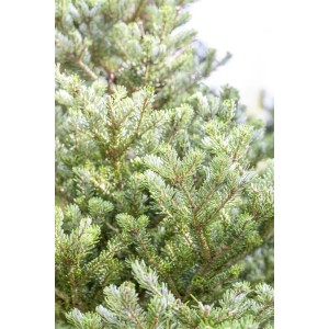 Nahaufnahme der Abies Koreana Molli (Koreanische Tanne) mit dichten, grünen Nadeln.