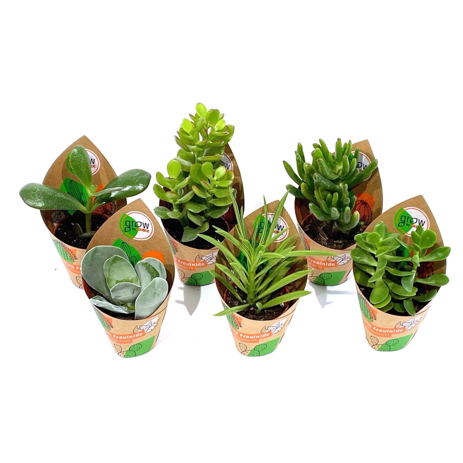 GROW by OBI Sukkulenten 6-fach sortiert Topf-Ø ca. 5,5 cm