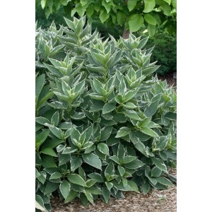 Buschige Bauernhortensie 'Light-o-day' mit grün-weißen Blättern, 40-50 cm hoch.