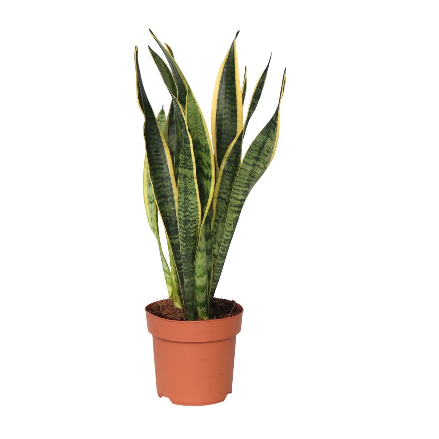 Plant In A Box Bogenhanf  Sansevieria Laurentii Höhe 40cm Ø14 Grün