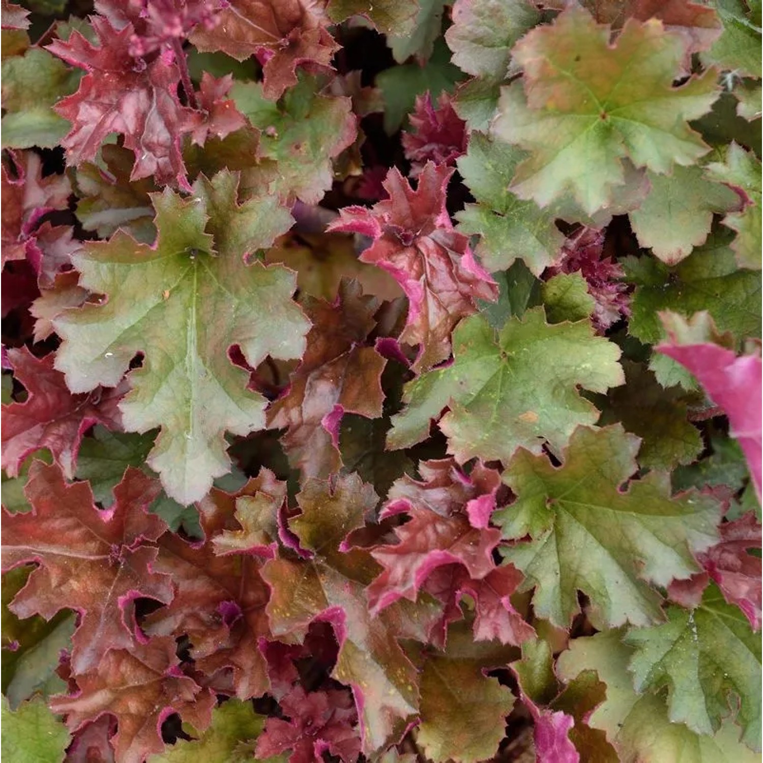 Purpurglöckchen Chocolate Ruffles - Heuchera micrantha