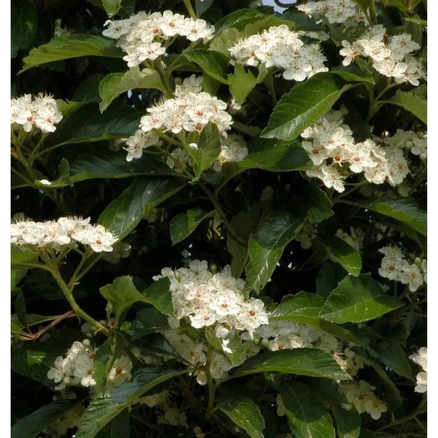 Apfeldorn 100-125cm - Crataegus,avallei