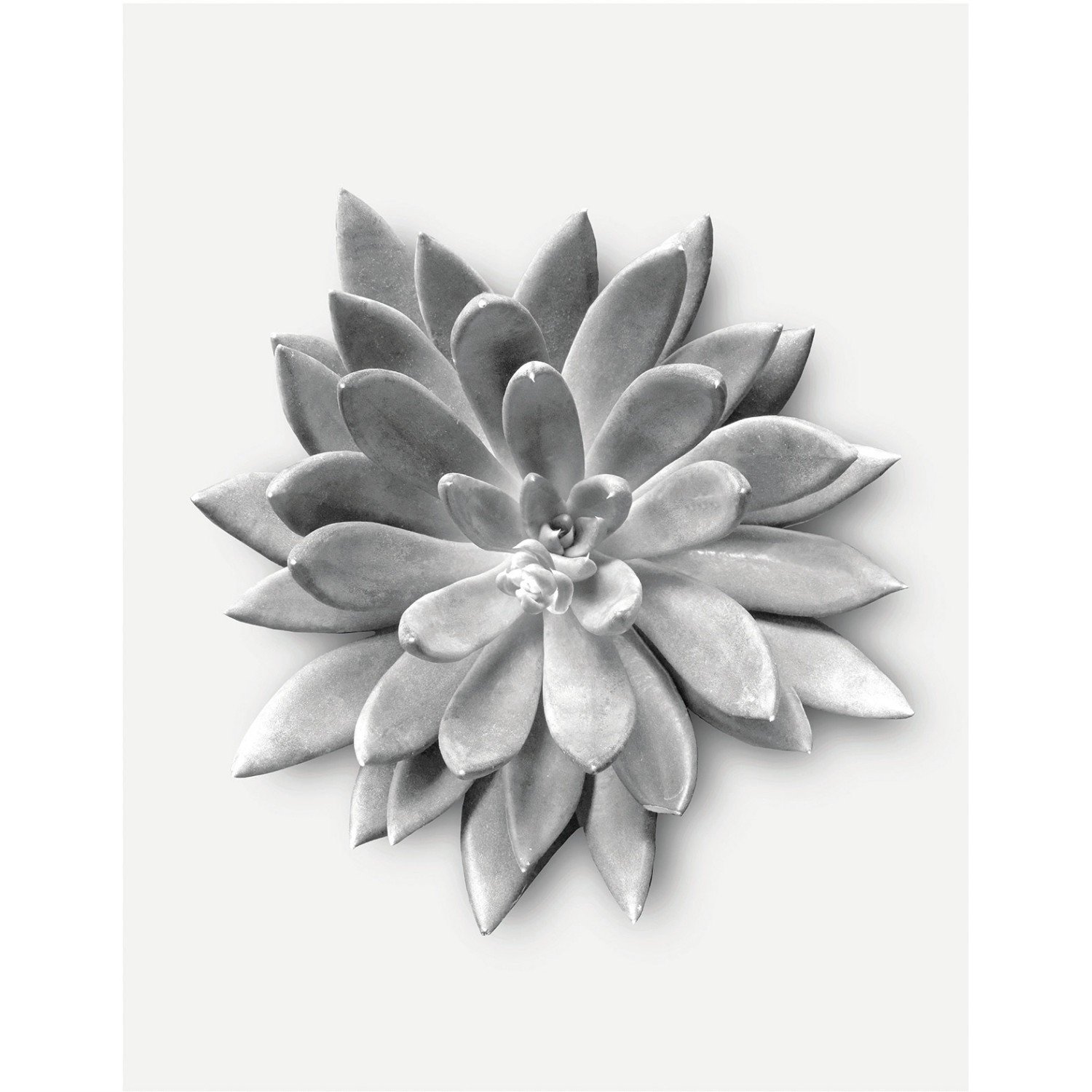 Komar Wandbild Succulent Agave 40 x 50 cm günstig online kaufen