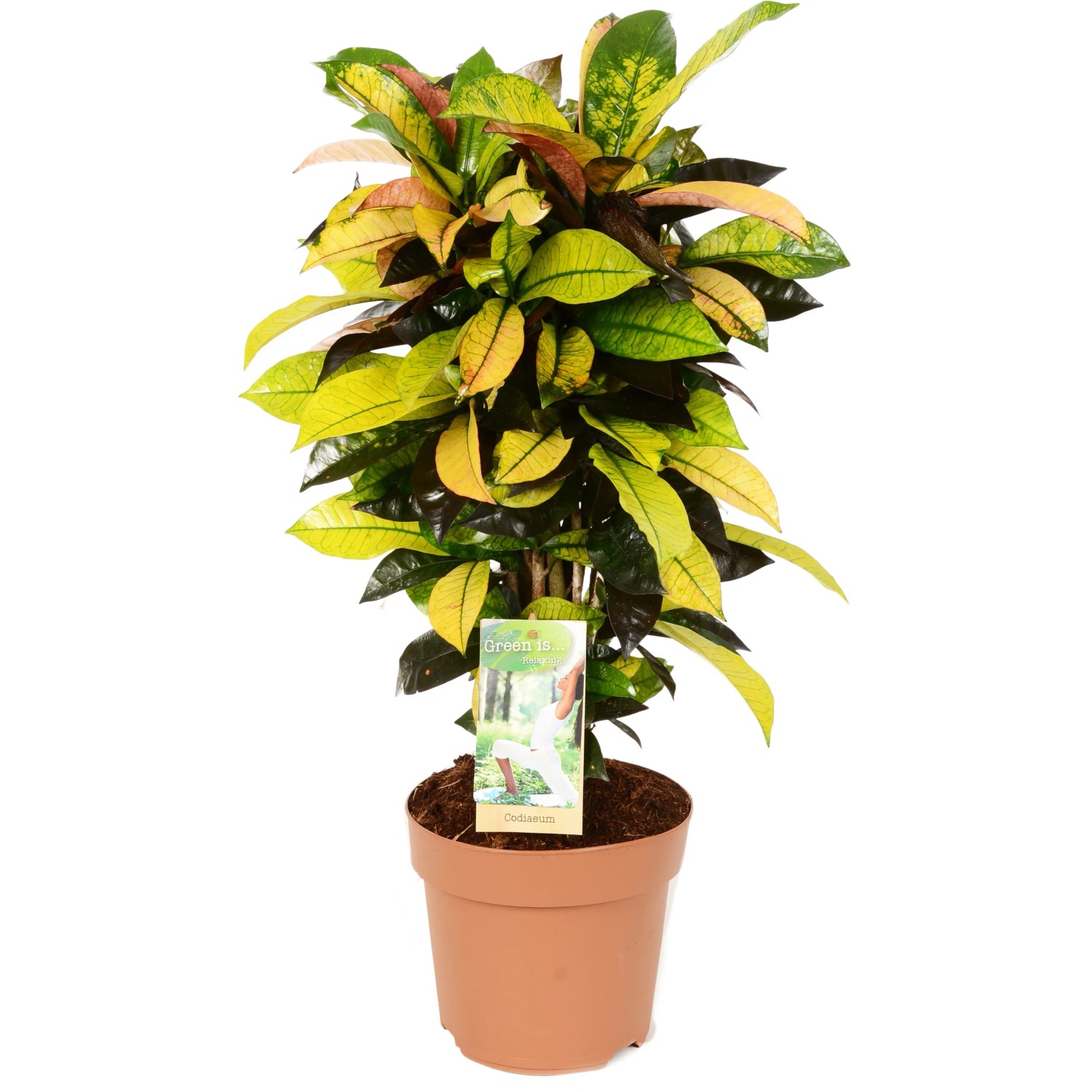 Bunte Zimmerpflanze Groe Hhe Zimmerpflanze Codiaeum 'Mrs Iceton'  Bunte  Bltter, Ca. 110 Cm Hoch, Im 27-cm-Topf Pflanze Fr Helle Standorte
