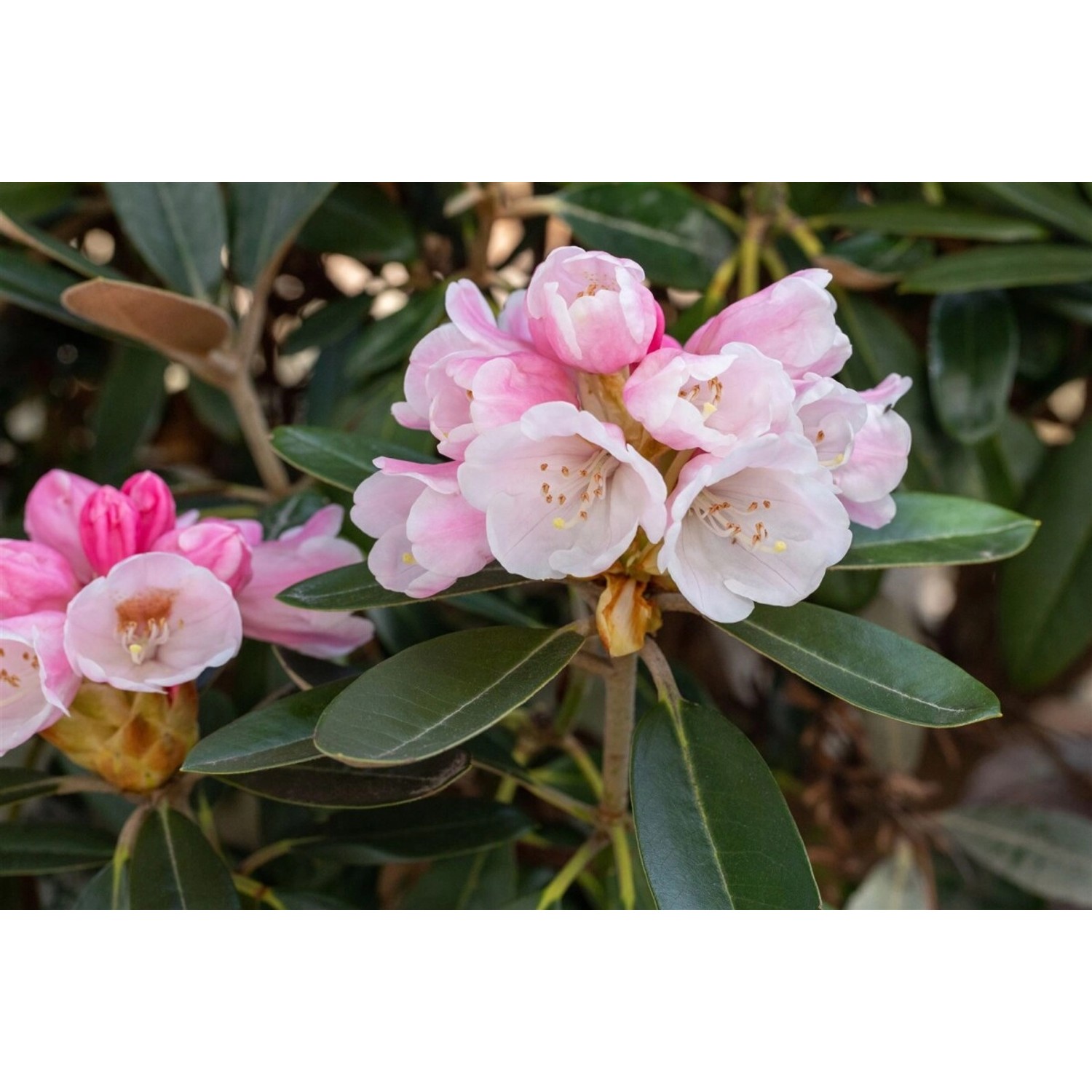 Rhododendron Pachysanthum Silver Dane Silbrig 40–50 cm günstig online kaufen