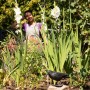 Schwarze Krähenattrappe aus Kunststoff im Gartenbeet zwischen Pflanzen. Realistischer Vogelschreck zur Taubenabwehr.
