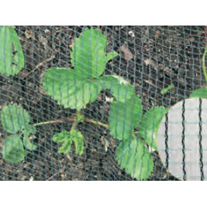 Grün-schwarzes Vogelschutznetz für Erdbeeren, 2x10m, schützt vor Vögeln und Hagel.