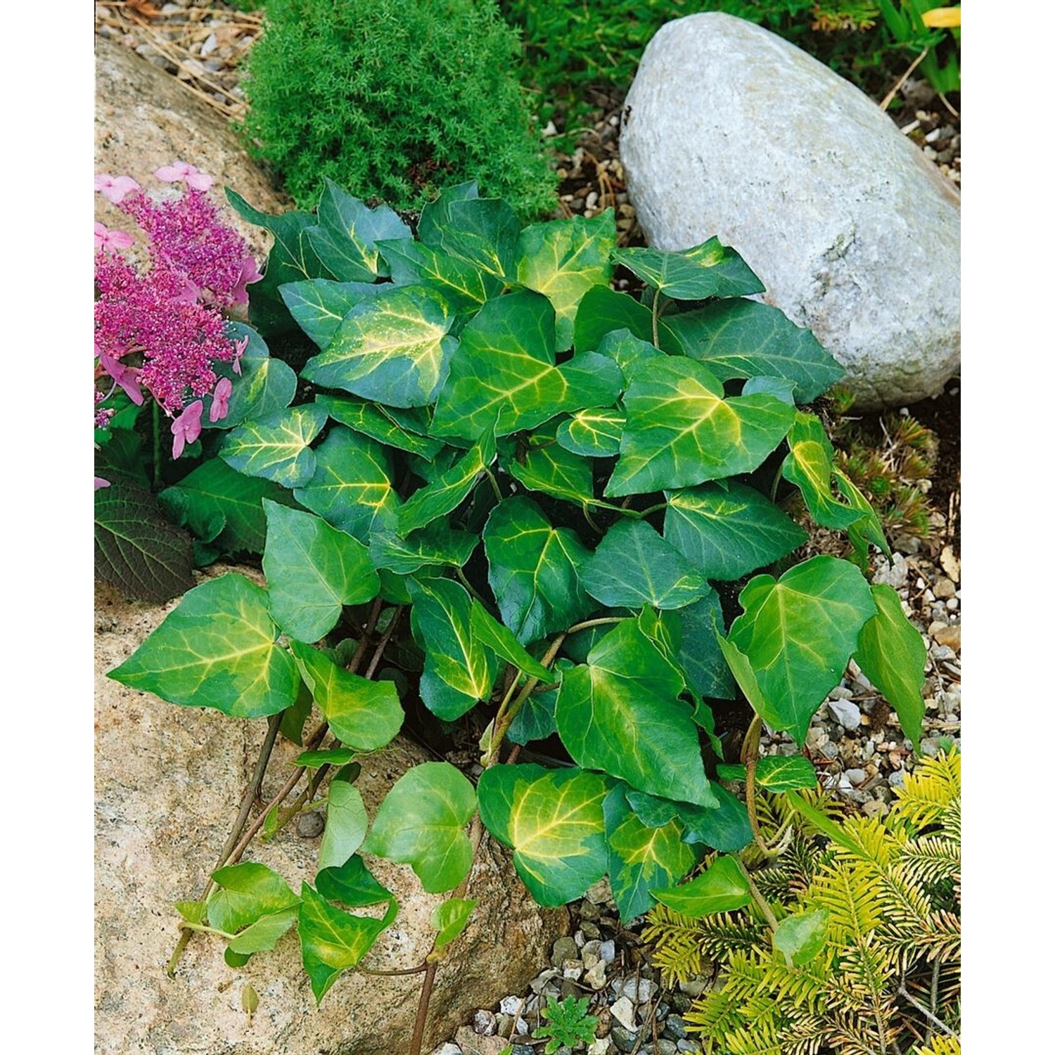 Hedera Colchica Sulphur Heart Efeu Gelb-Grün 60–100 cm günstig online kaufen