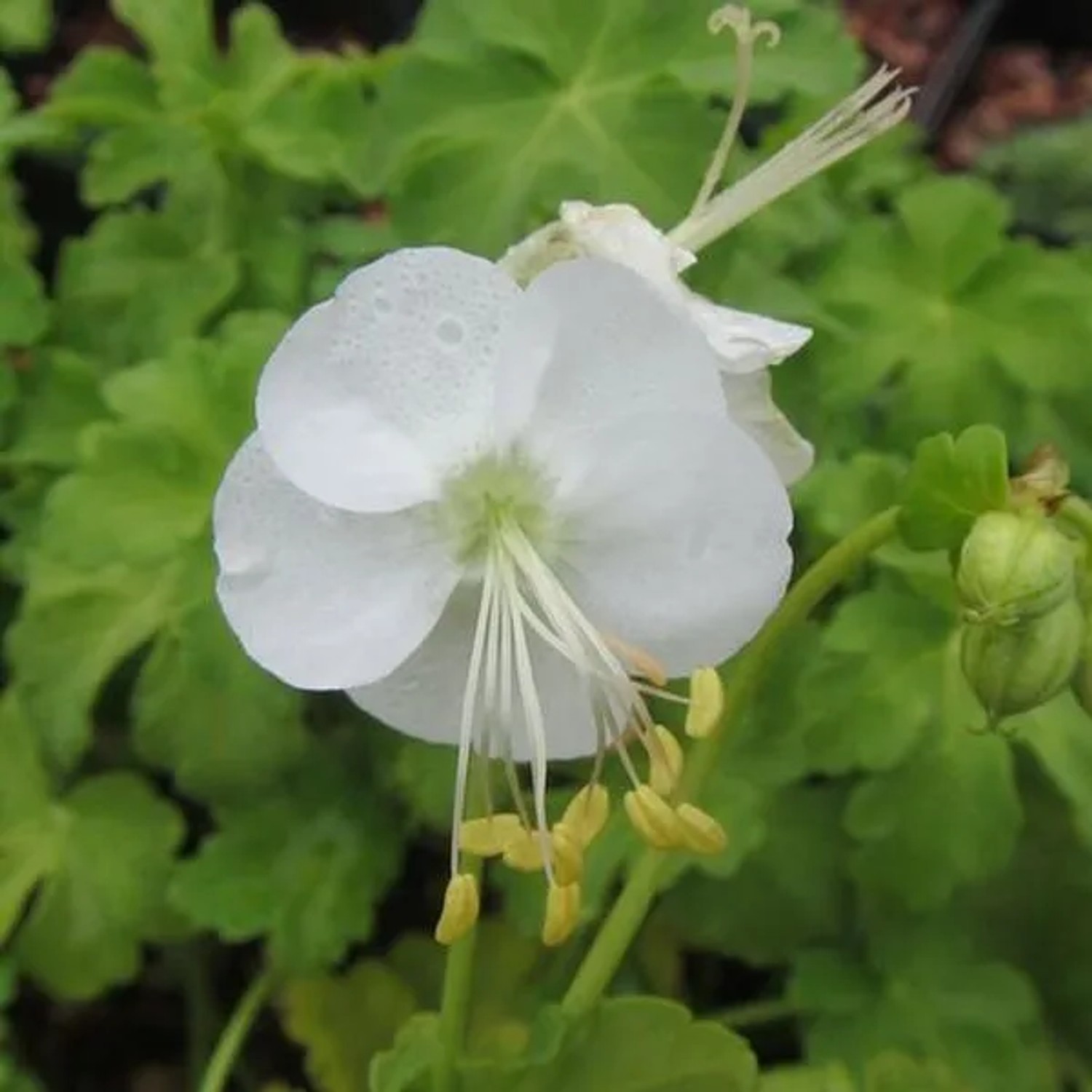 6 x Storchschnabel 'White Ness' Geranium macrorrhizum Topf 9cm Immergrün