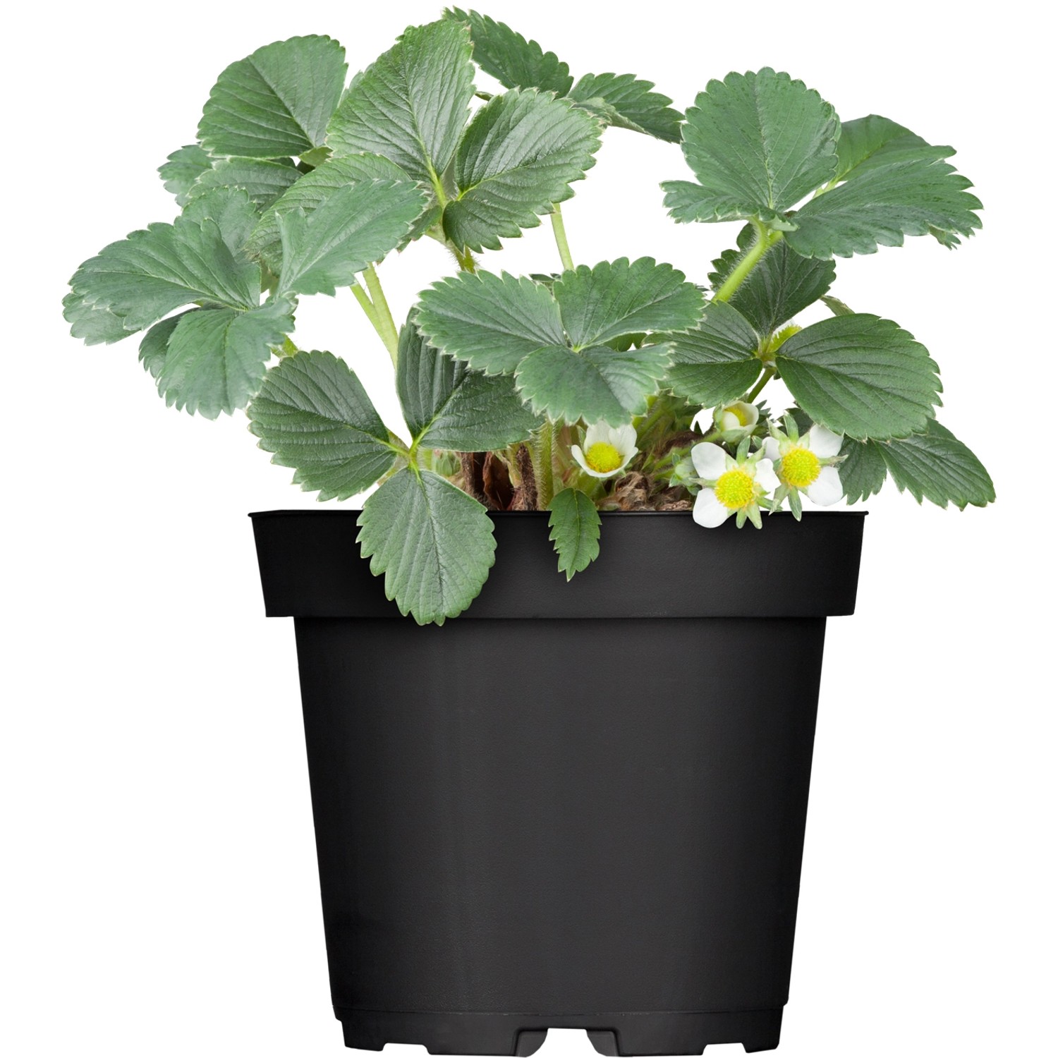 Monatserdbeere Topf-Ø ca. 9 cm x 9 cm Fragaria günstig online kaufen