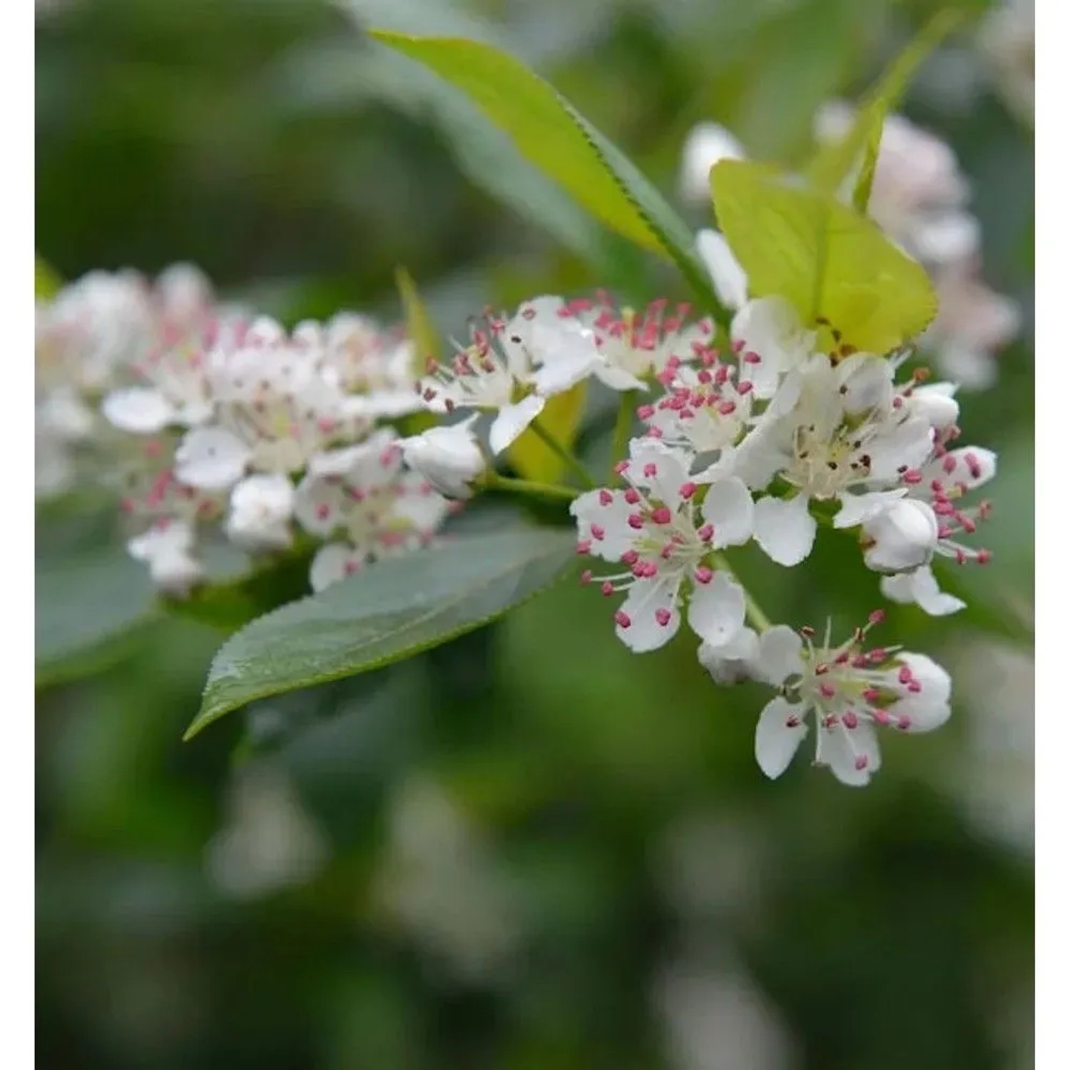 Apfelbeere 80-100cm - Aronia melanocarpa