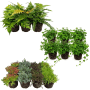 Vdvelde Bodendecker Set: 36 grüne Sedum, Farne und Hedera Pflanzen in Töpfen. Ideal für Teichrand, Felsrand, Garten.