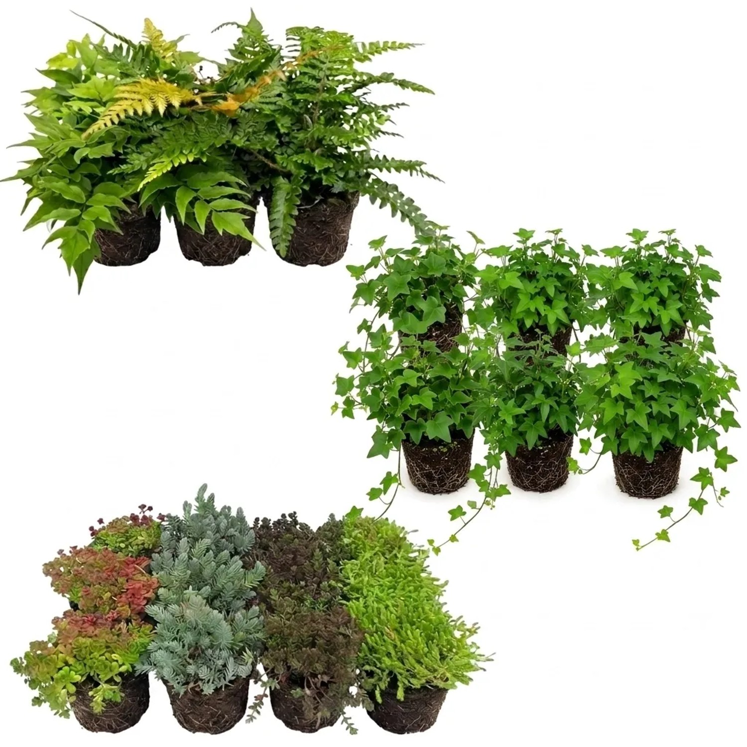 Vdvelde Bodendecker Set: 36 grüne Sedum, Farne und Hedera Pflanzen in Töpfen. Ideal für Teichrand, Felsrand, Garten.