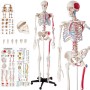 Detailgetreues, lebensgroßes Skelett Modell (180 cm) mit Anatomieposter als Weihnachtsdeko.