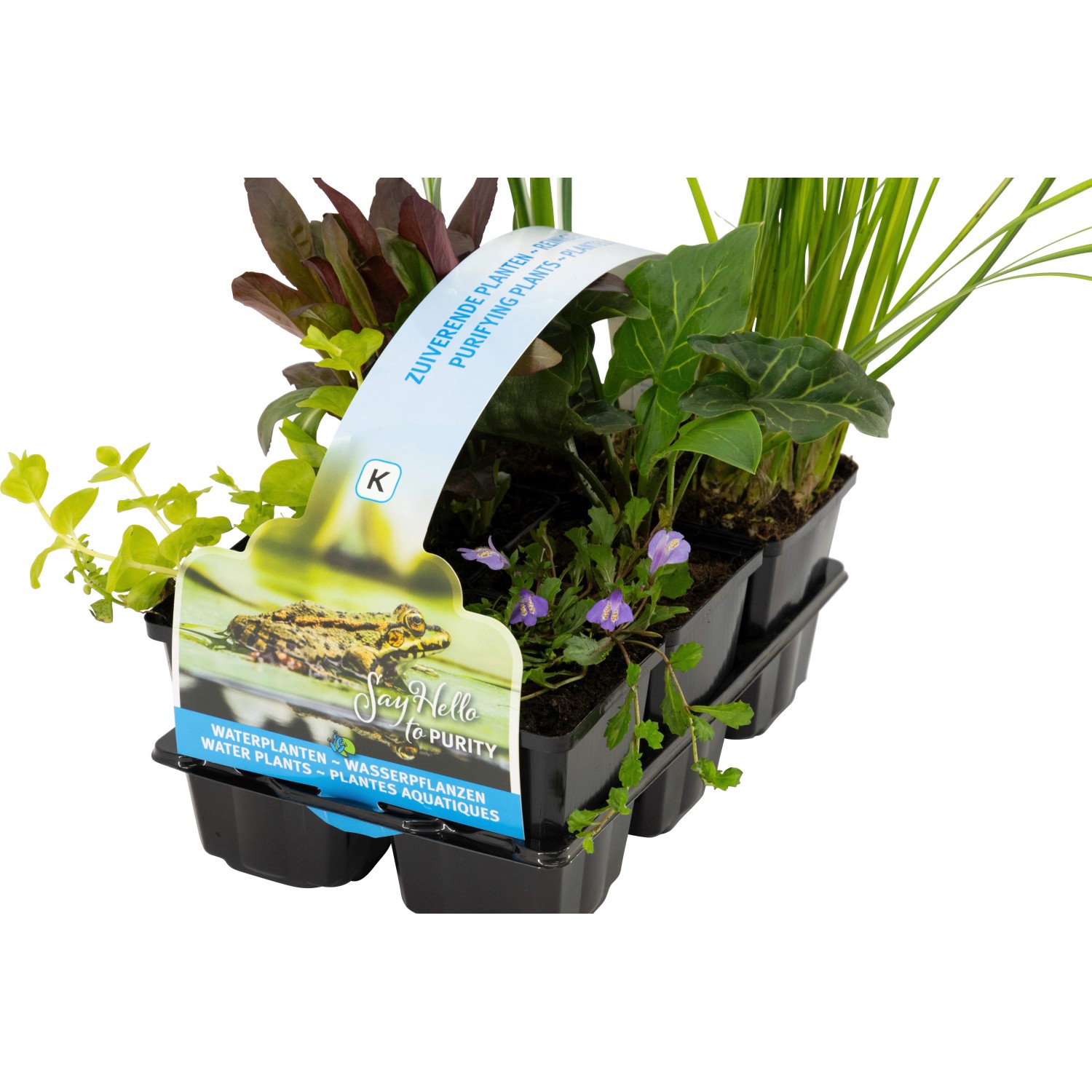 Teichpflanzen-Set, 6 Pflanzen im Topf (Ø 9cm) zur Säuberung des Teiches.