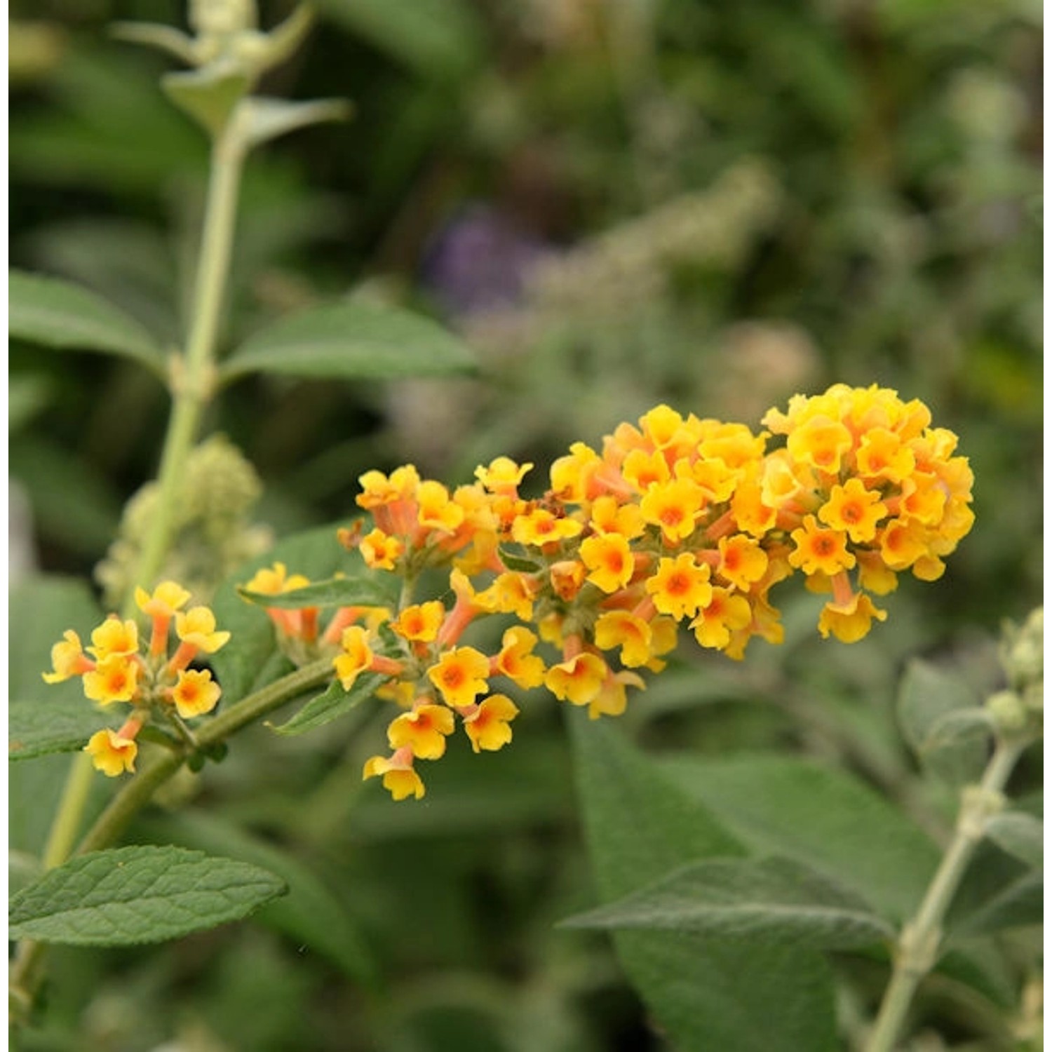 Sommerflieder Sungold 80-100cm - Buddleja weyeriana günstig online kaufen