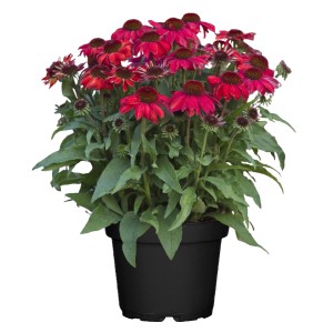 Scheinsonnenhut Vintage Rosa im Topf, ca. 19 cm Ø. Echinacea purpurea mit rosafarbenen Blüten.