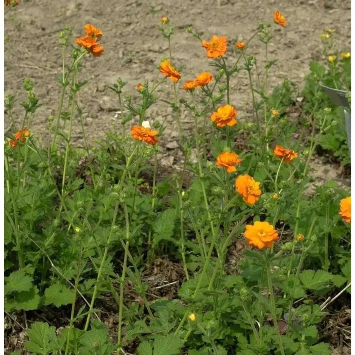 Nelkenwurz Totally Tangerine - Geum coccineum