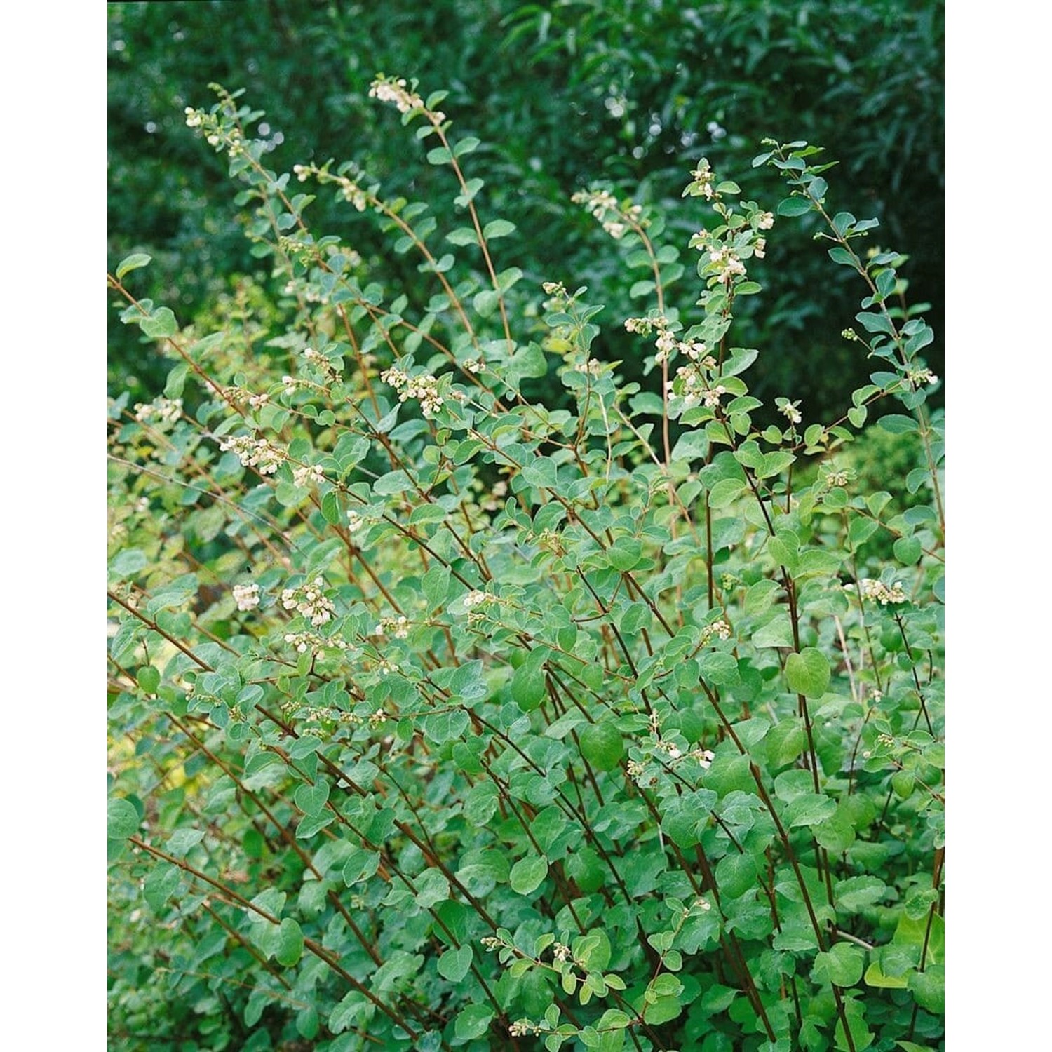 Symphoricarpos doorenbosii 'Amethyst'-S- 80-100 cm günstig online kaufen