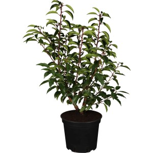 Kirschlorbeer Angustifolia Set, 44 Stück, Höhe 30-40 cm, im Topf. Immergrüne Heckenpflanze.