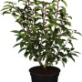 Kirschlorbeer Angustifolia Set, 44 Stück, Höhe 30-40 cm, im Topf. Immergrüne Heckenpflanze.