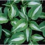 Funkie Night before Christmas - Hosta cultorum