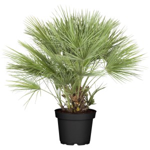 Zwergpalme (Chamaerops humilis) im Topf, ca. 100-120 cm hoch. Kübelpflanze für Balkon und Terrasse.