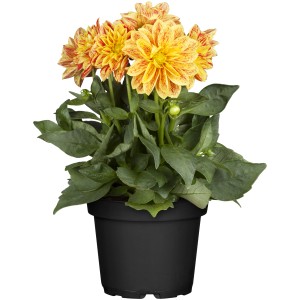 Gelb-rote Dahlie im Topf, geeignet für Balkon und Terrasse.