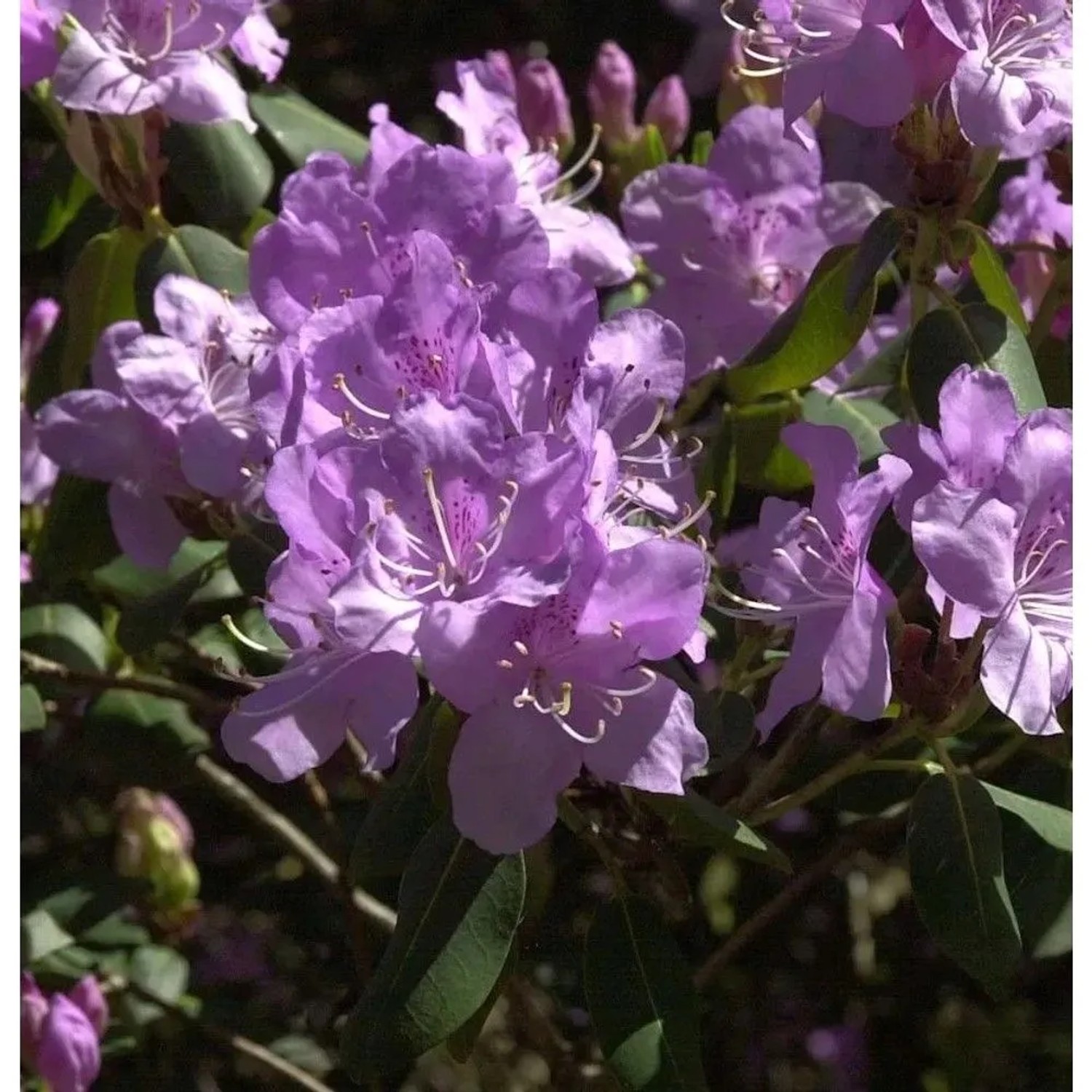 Wildart-Rhododendron Oreonastes 20-30cm - Rhododendron oreotrephes