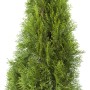 Smaragd Lebensbaum (Thuja) im Set, ca. 100-120cm hoch, als Heckenpflanze geeignet.