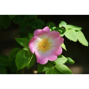 Nahaufnahme einer rosa-weißen Baumfink Hundsrose mit gelber Mitte und grünen Blättern.