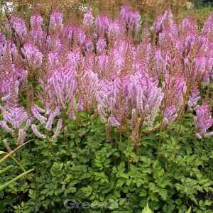 Prachtspiere Superba (Astilbe chinensis) mit purpurrosa Blüten im Garten.