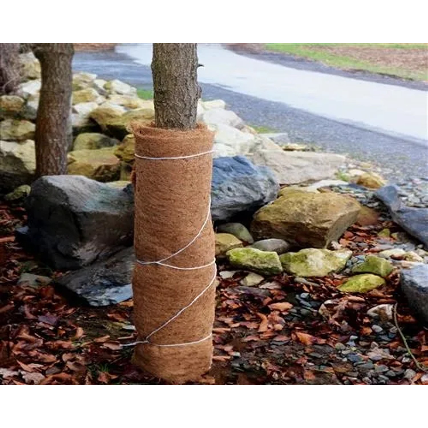 Aquagart Kokosmatte als Winterschutz um Baum gewickelt, Zubehör für Teichbepflanzung.